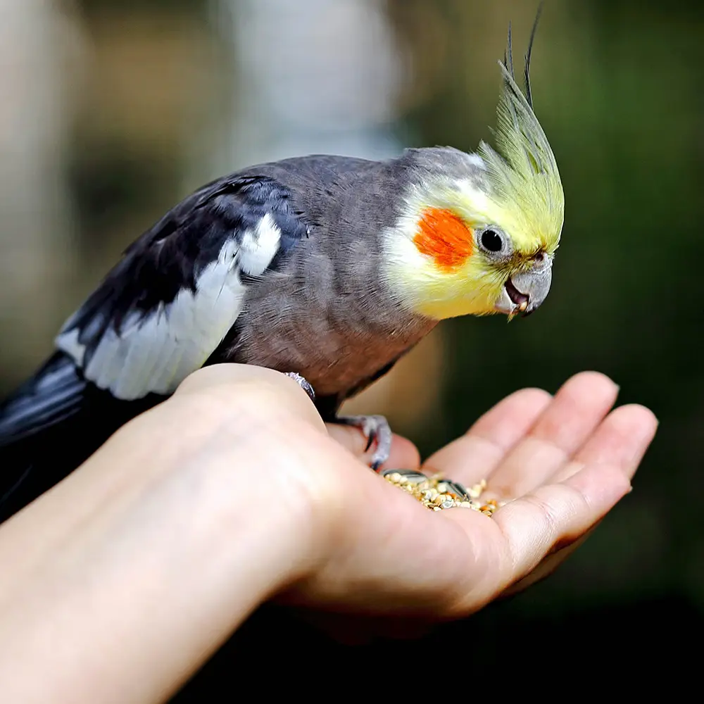 lifestyle image of bird eating wild harvest daily blend food