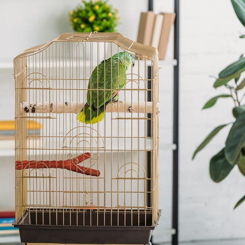 Chewable Perch In Use Image
