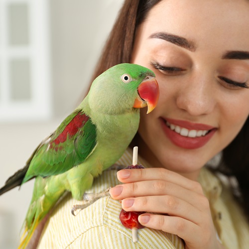 Kabobs for Birds In Use Image