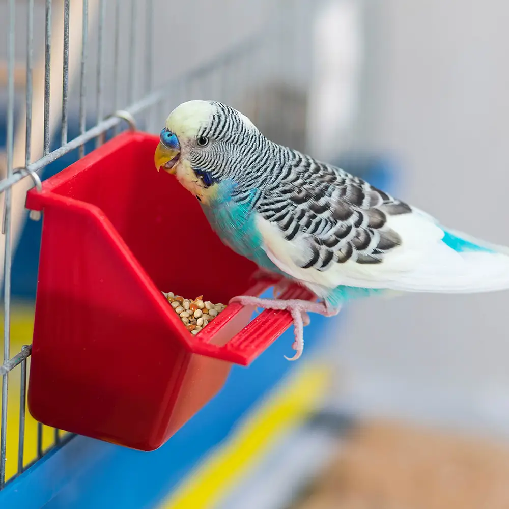 image of bird eating