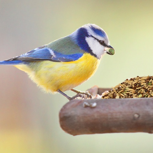 Healthy Benefits Sprout Blend for Small and Medium Birds, 2.5 oz