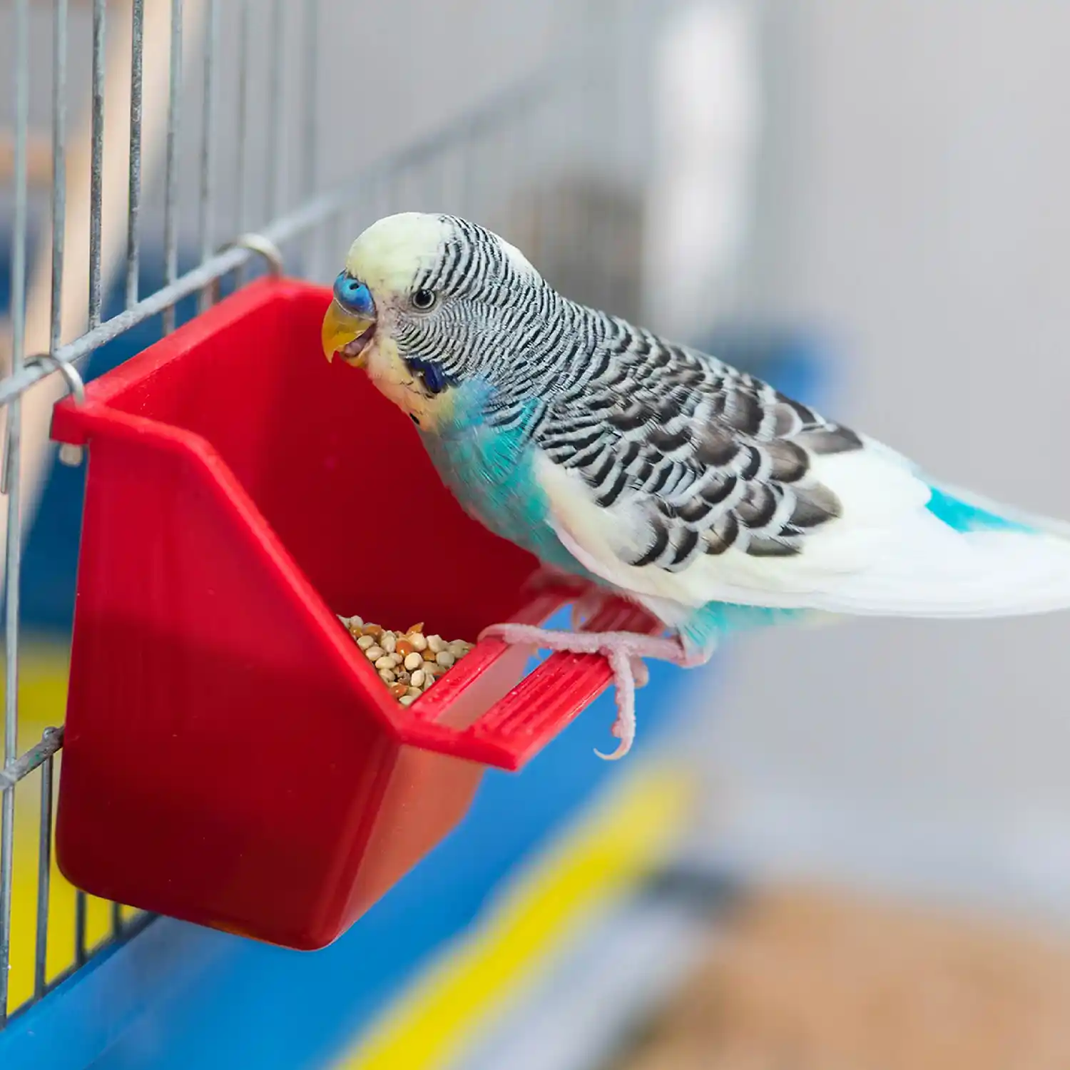 Lifestyle Image of a Bird on its Cage