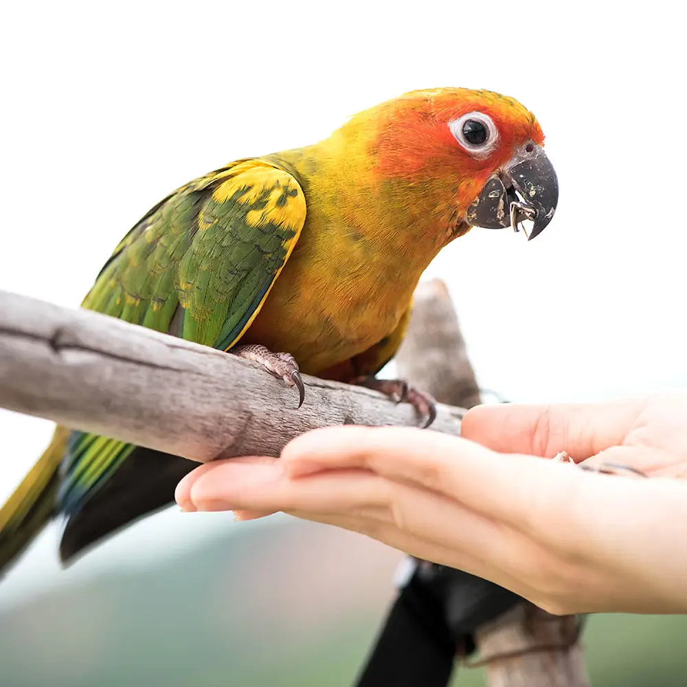 lifestyle image of bird eating from a person's hand