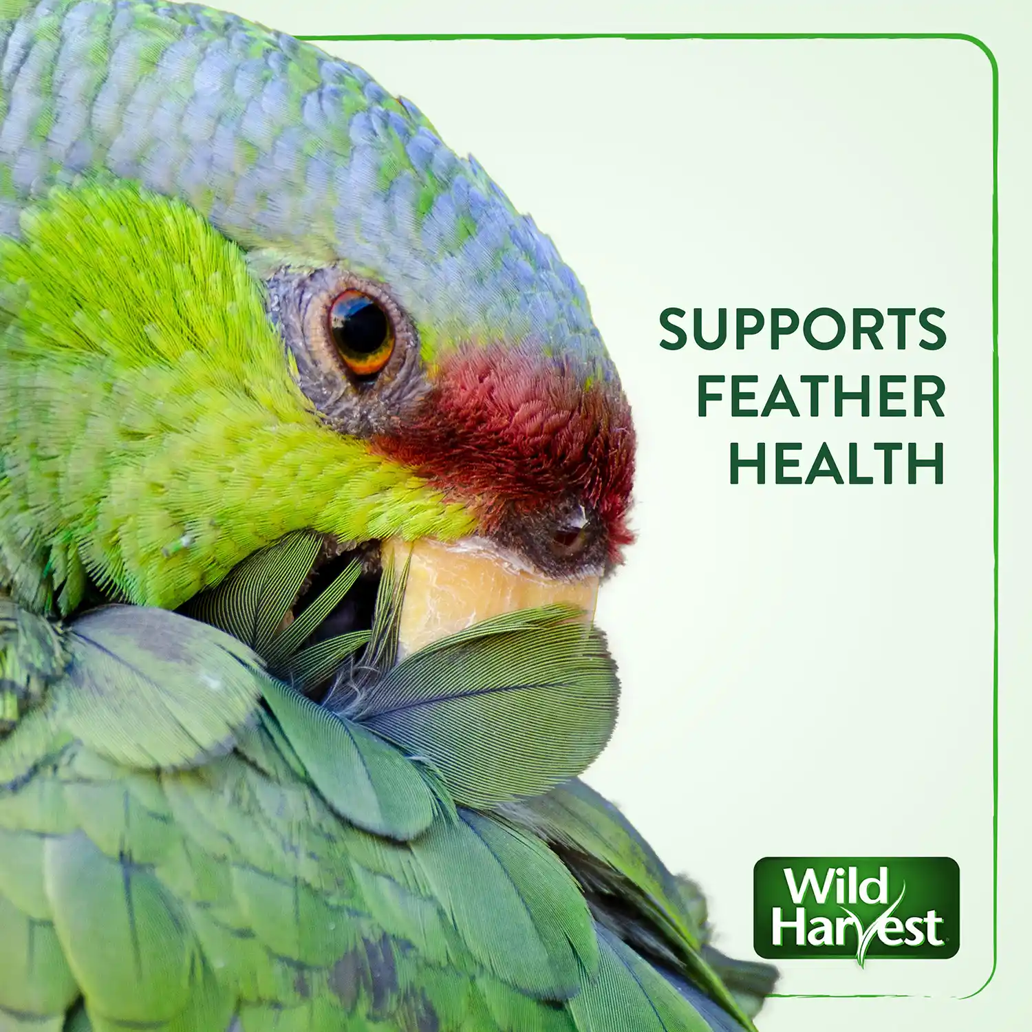 SUPPORTS FEATHER HEALTH