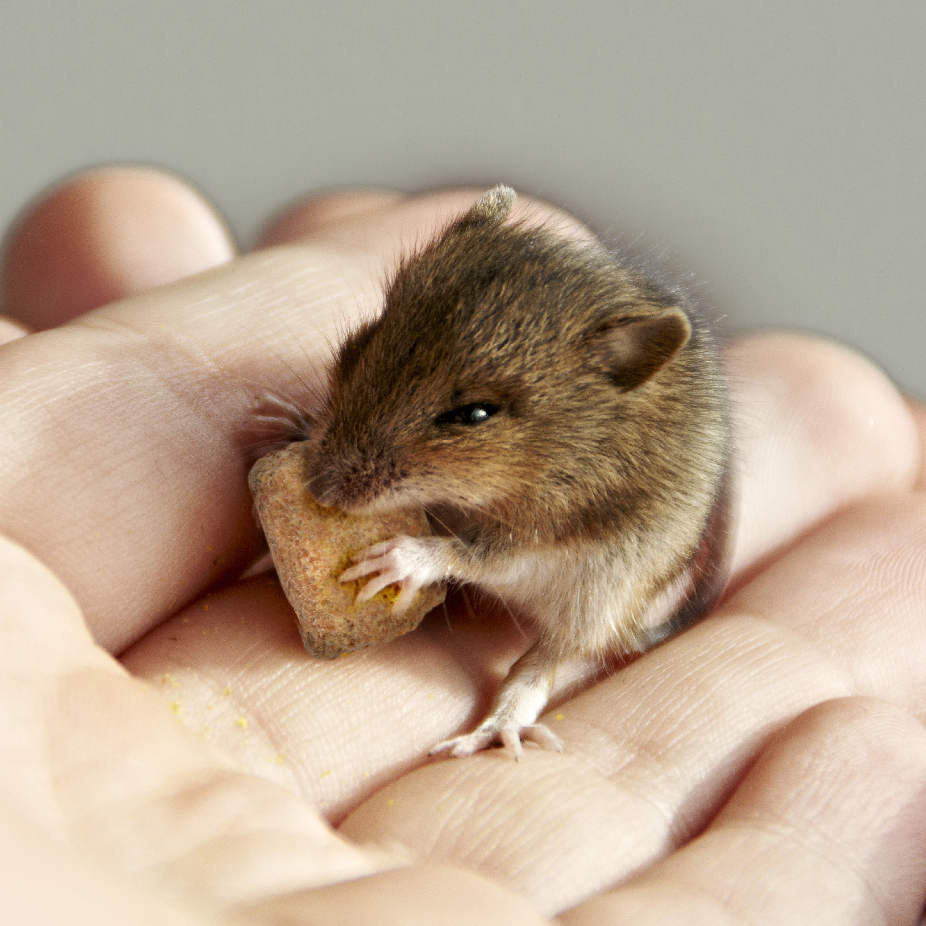 H140411_DailyBlendRatMouse_07_Lifestyle_HiRes