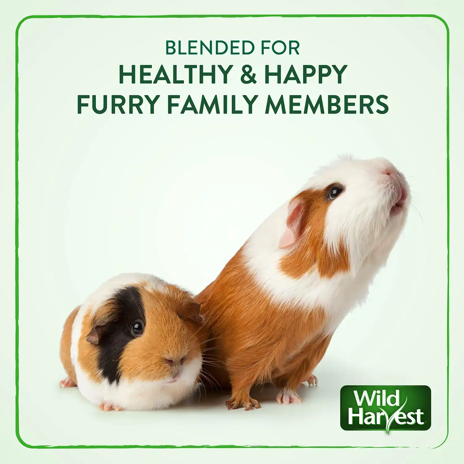 BLENDED FOR HEALTHY & HAPPY FURRY FAMILY MEMBERS