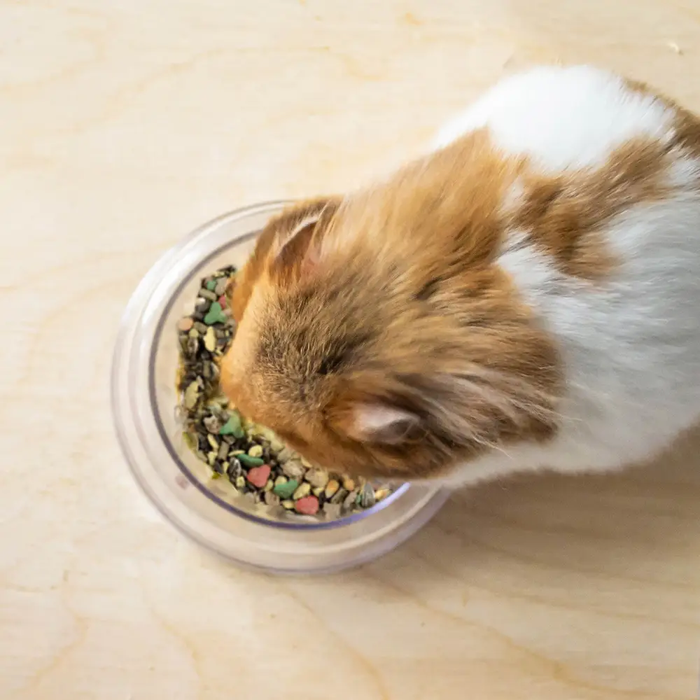 lifestyle image of hamster eating wild harvest daily blend food